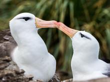 Why Are Albatross Couples Divorcing?