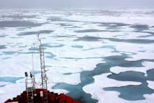 Algae Bloom Under Arctic Ice