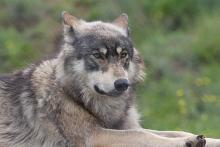 Good News! A Comeback For Gray Wolves