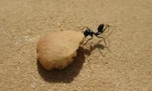Those Amazing Desert Ants!