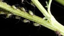 Using Bugs To Immunize Plants? 