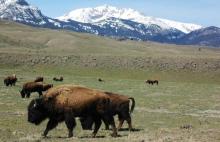 Bison Roam Again In Canada's Banff