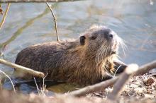Beavers To The Rescue In California!