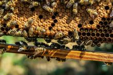 A Vaccine For Honeybees?