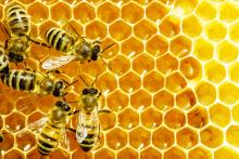 Honey Bee Crisis: Can Drones Help?