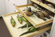 Dead Birds Tell A Story!