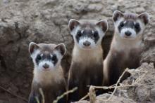 Saving The Black-Footed Ferret