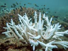 Scientists Engineer Heat-Tolerant Corals