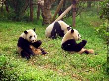 Why Pandas Love Horse Poop!