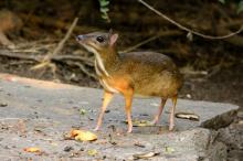A Tiny Mouse-Deer Brings Hope