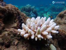 How Corals Protect Against Hurricanes