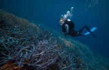 A Ray Of Hope In Coral Restoration