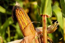 How Safe Are GMO?