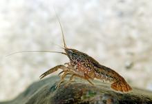 The Invasion Of The Marbled Crayfish