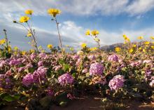 Death Valley In Bloom