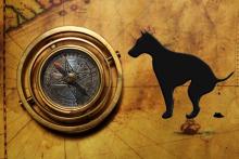 Dogs Align With Earth's Magnetic Field!