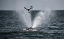 Drones Track Whales!