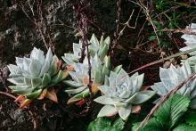 A Law To Save The Dudleya!