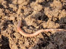 A Global Atlas Of Earthworms 