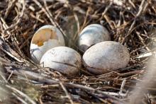 Birds Lay Eggs Earlier!