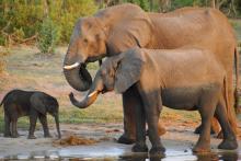 Botswana Auctions Permits to Hunt Elephants