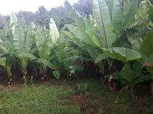 A False Banana Gives Real Hope!