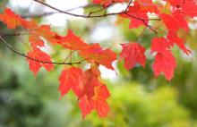 Nature's Artwork In Full Swing