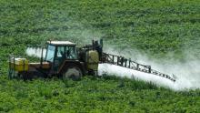 Roundup: Does it Cause Cancer?