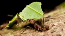 Fijian Ants: The World's First Farmers!