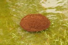 How Fire Ants Escape Floods!