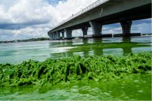 Algae Put Florida On Alert!