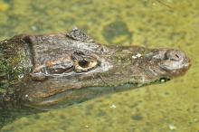 Eradicating Florida's Caimans