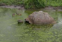 These Iconic Animals Make A Comeback!