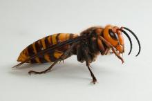Giant Hornets Enter The U.S!
