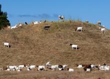 Wildfires: Goats To The Rescue! 