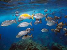 U.S Creates World's Largest Marine Refuge