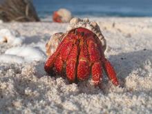 Hermit Crabs Use Plastic Hats