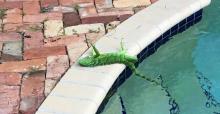 When It Rains Iguanas...