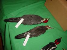 U.S Declares 23 Species As Extinct