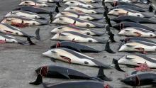 The Debate Over Japanese Whaling