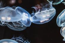The Secret To A Jellyfish's Motion