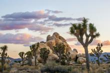 Protecting Joshua Tree National Park