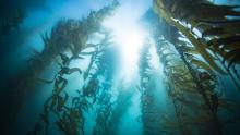 Why Are Kelp Forests Disappearing?