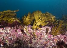 Positive News: New Seaweed, Regenerated Corals