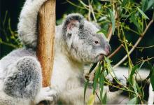How Science Is Helping Save Koalas