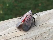 Swat That Lanternfly!