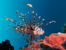 The Lionfishes Are Taking Over!