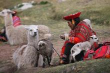 In Peru, Llamas To The Rescue!