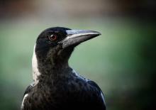 How Clever Are Magpies?