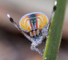 The Amazing Peacock Spiders